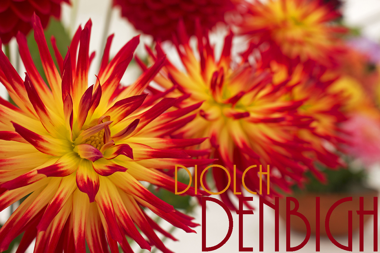 Diolch Denbigh blog title photo, red and yellow flowers showing the flower competition.